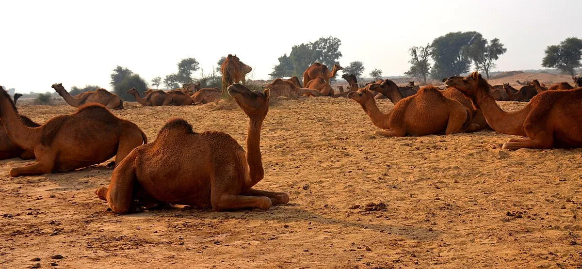 Animals & Wildlife photography from Pakistan